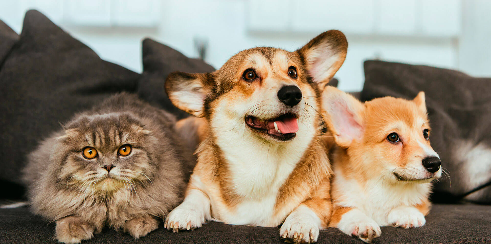 Beneficios para mascotas de universales