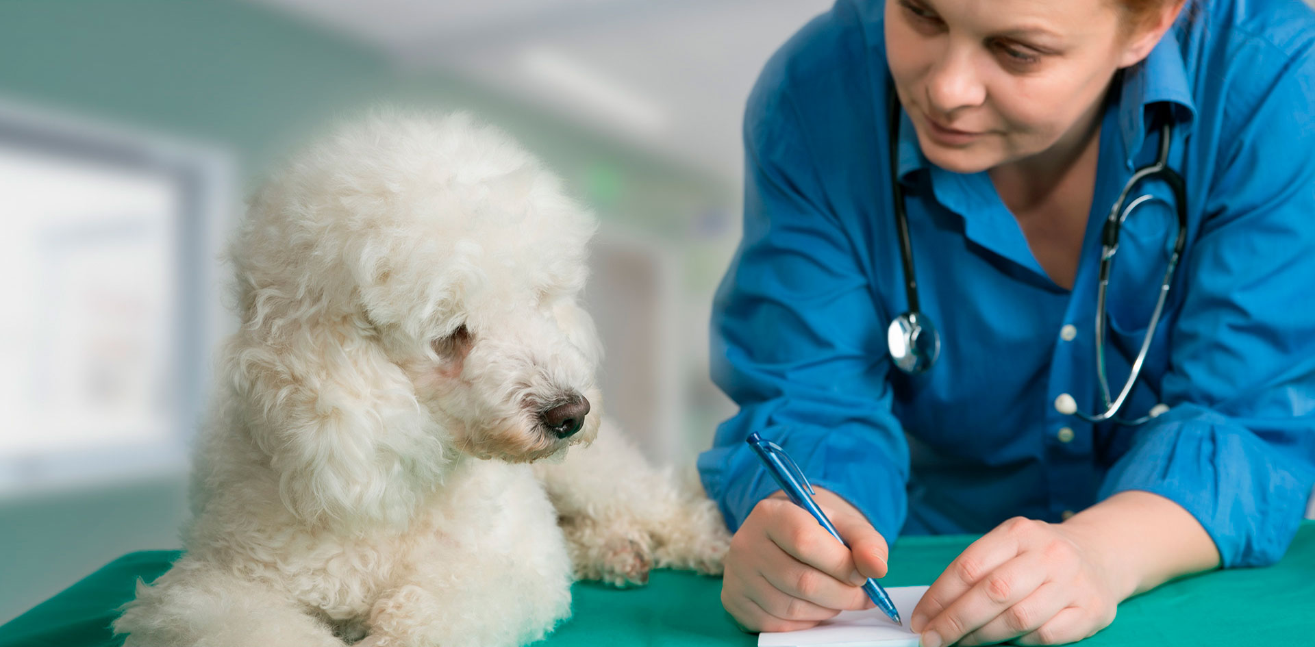 Beneficios para mascotas de universales